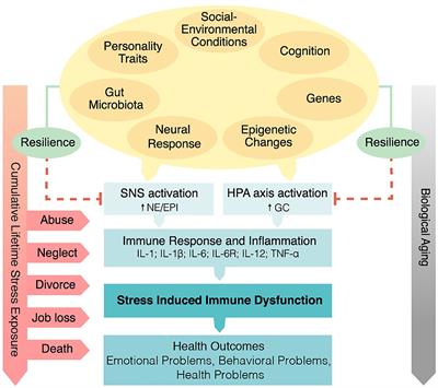 The Psychobiology of Bereavement and Health: A Conceptual Review From the Perspective of Social Signal Transduction Theory of Depression